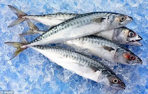 Large Titus-Mackerel Fish, (big and oily), Bonje Delights Store, Moncton