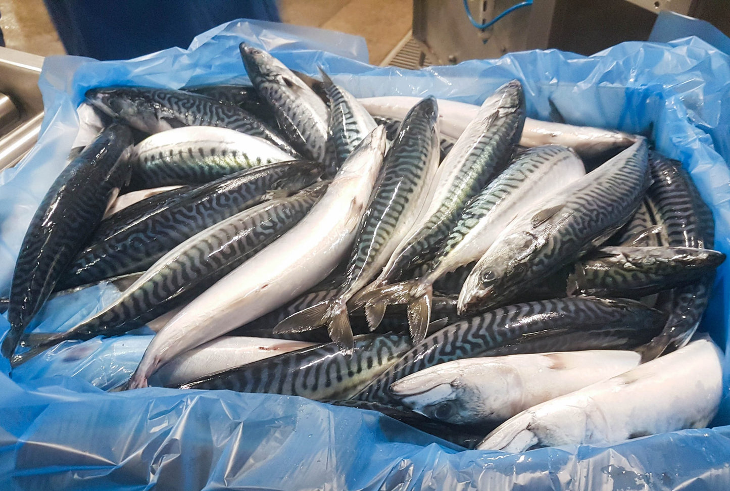 Large Titus-Mackerel Fish, (big and oily), Bonje Delights Store, Moncton