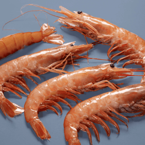 Frozen Red Shrimp-Head on