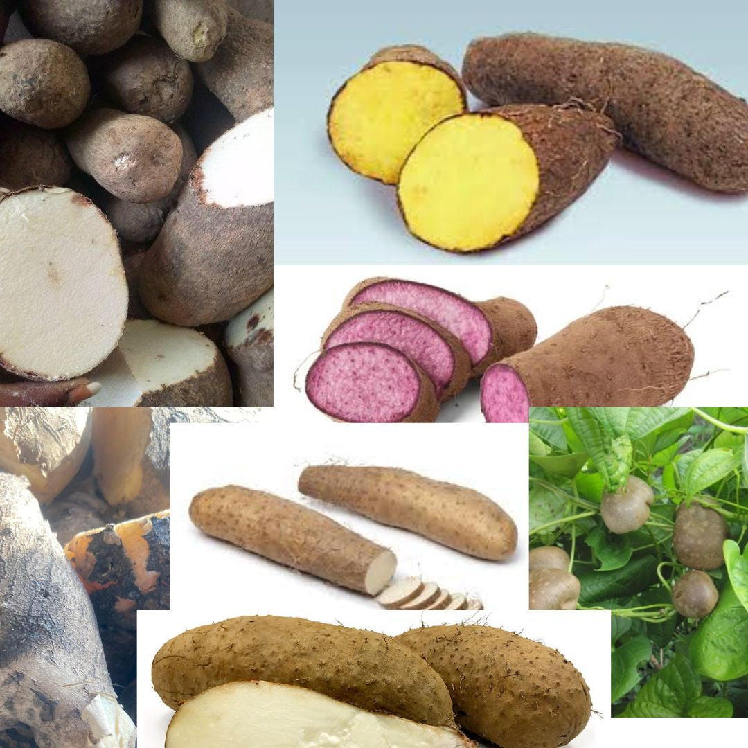 Yams, Roots and Fibres