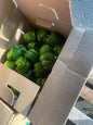 Green Bell Peppers, 25lbs Full Bushel Case, Organic