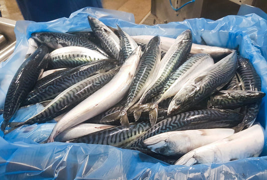 Large Titus-Mackerel Fish, (big and oily), Bonje Delights Store, Moncton