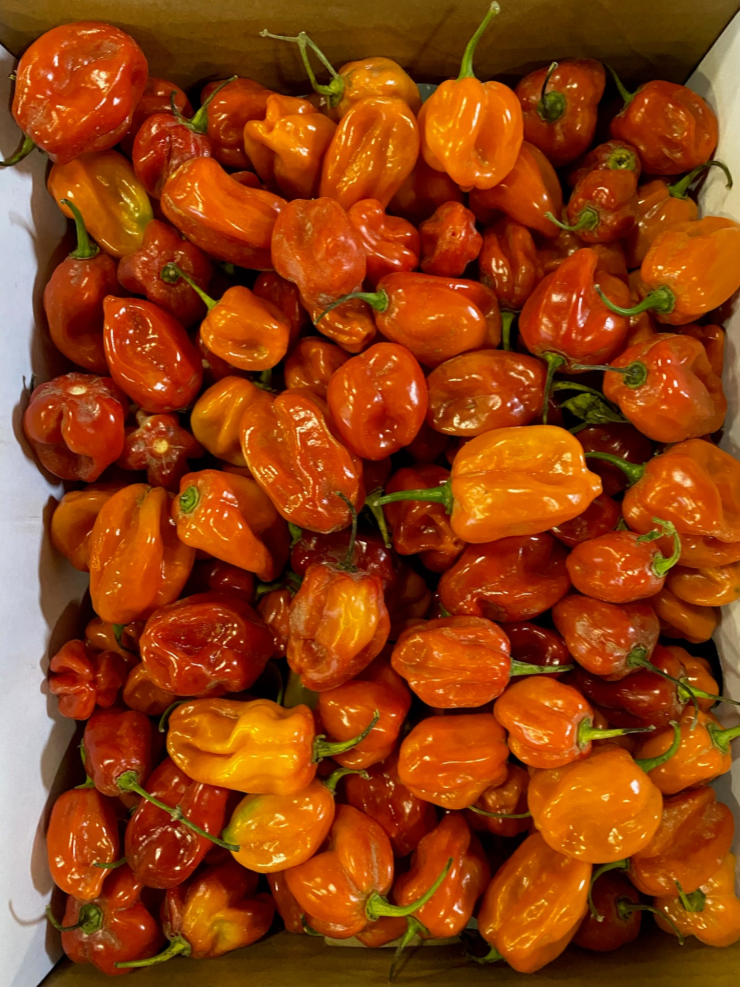 Orange Habanero 8lbs (pre-order Winnipeg)