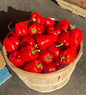 Red Bell Peppers, Full Bushel, 40lbs, Organic. Limited availability.