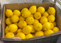 Lemons box, 140 pieces