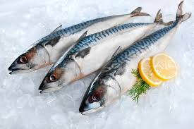 Mackerel Fish Norway